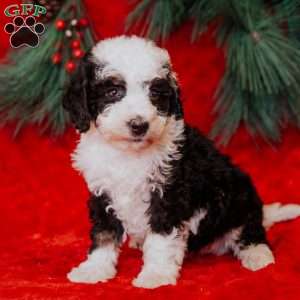 Wanda, Mini Bernedoodle Puppy